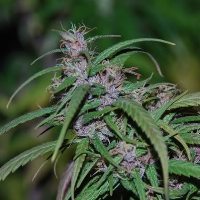 Ace Seeds - Purple Haze (reg.) 02797