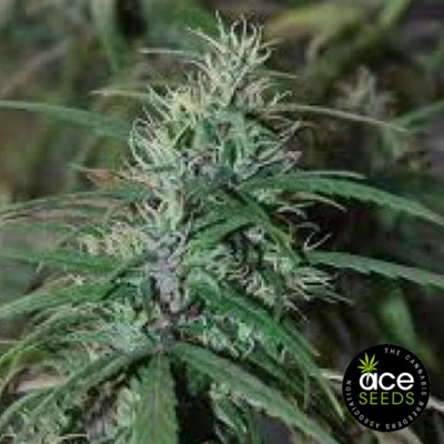 Ace Seeds - Green Haze (reg.) 02792