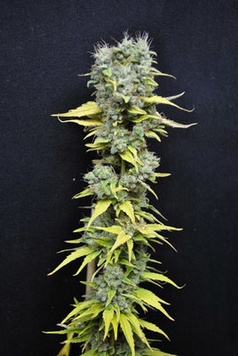 CBD Crew - CBD Skunk Haze (fem.) 00039