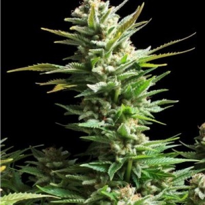 Amaranta Seeds - Amaranta Amnesia Haze (fem.) 01067