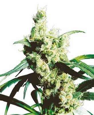Sensi Seeds - Silver Haze ® (reg.) 03942