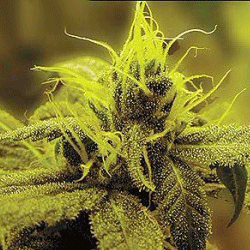 Sagarmatha Seeds - A1 Haze (fem.) 03967