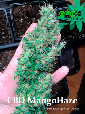CBD Crew - CBD Mango Haze (fem.) 03070
