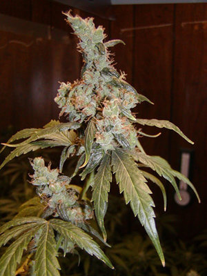 Mr. Nice Seeds - Afghan Haze (reg.) 01197