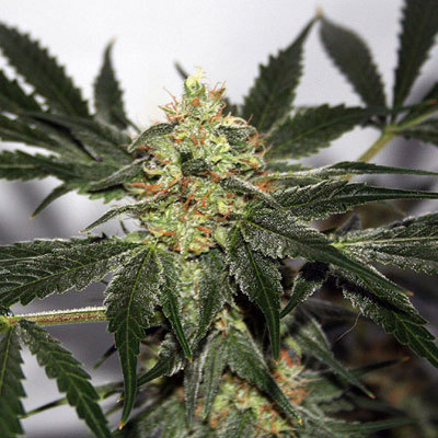 Mr. Nice Seeds - Early Haze (reg.) 04591