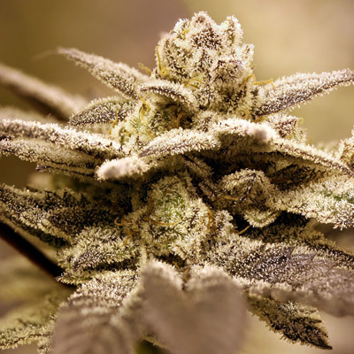 Rare Dankness - Dark Shadow Haze (reg.) 04560