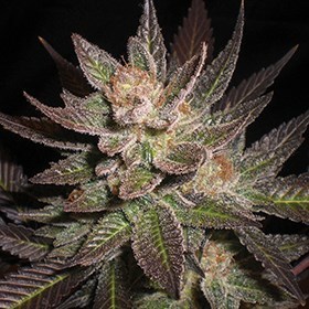 G13 Labs Seeds - Purple Haze (fem.) 03463