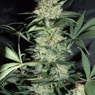 Amaranta Seeds - Amaranta Silver Haze (fem.) 01073