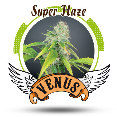 Venus Genetics Seeds - Super Haze (fem.) VG13