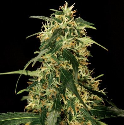 The Bulldog Seeds - Silver Star Haze (fem.) 03668