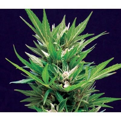 Amaranta Seeds - Amaranta Automatic (auto/fem.) 01075