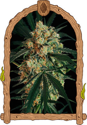 Exotic Seed - A.A.A (auto/fem.) 04892