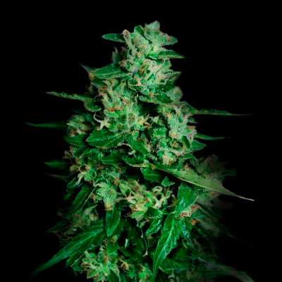 VIP Seeds - Northern Delights Auto (auto/fem.) 03082