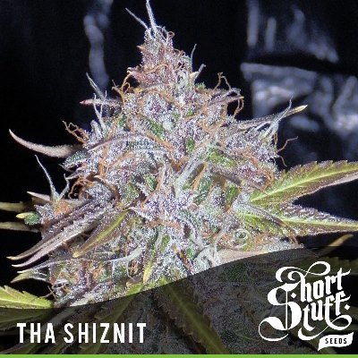 Short Stuff Seeds - Tha Shiznit (auto/fem.) 02208