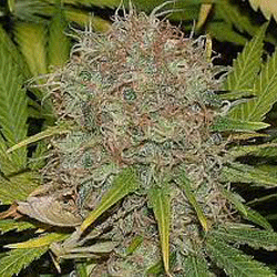 Sagarmatha Seeds - Ak-48 (auto/fem.) 03961