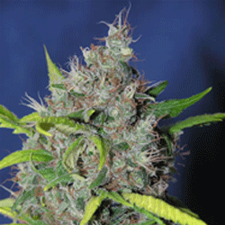 Sagarmatha Seeds - Smurfberry (auto/fem.) 03964