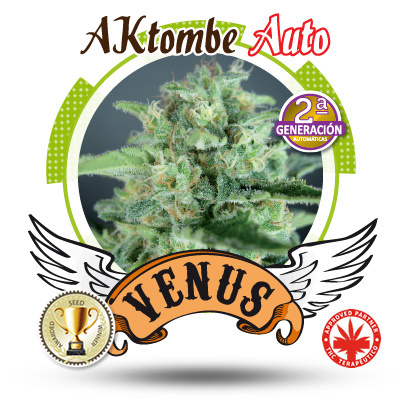 Venus Genetics Seeds - AKtombe Auto (auto/fem.) VG16