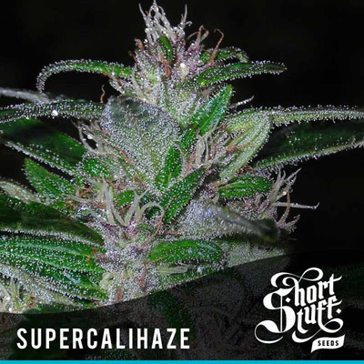 Short Stuff Seeds - Super Cali Haze (auto/fem.) 02156