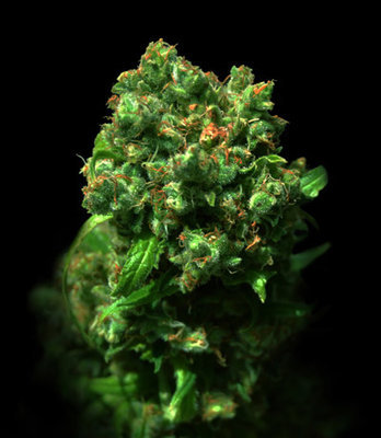 VIP Seeds - Cheese (fem.) 02385