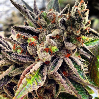 Rare Dankness - Scott's OG (fem.) 04512
