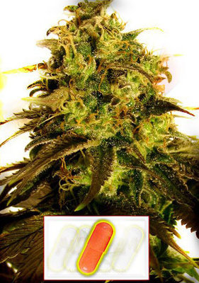 Autofem Seeds - Auto Uzbeka (fem./auto) 01624