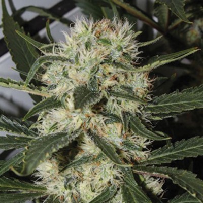 Amaranta Seeds - Amaranta Northern Light (fem.) 01071