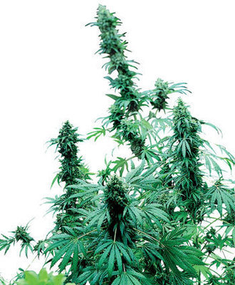 Sensi Seeds - Early Skunk (fem.) 03896
