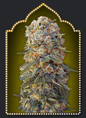 00 Seeds - Sweet Critical (fem.) 02859