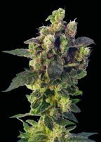 Sagarmatha Seeds - Blue Thunder (fem.) 03980