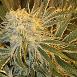 Sagarmatha Seeds - Northern Lights #9 (fem.) 03974