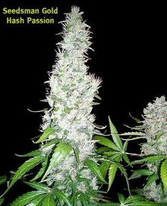 Seedsman - Hash Passion (reg.) 01077