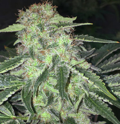 T.H. Seeds - La S.A.G.E. CBD (fem.) 04846