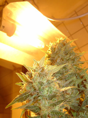 Homegrown Fantaseeds - Auto Northern Lights (auto/fem.) 04471