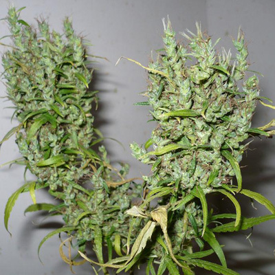 Cannabiogen Seeds - Ghana (reg.) 04684