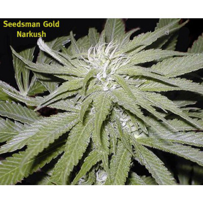 Seedsman - Narkush (reg.) 00129