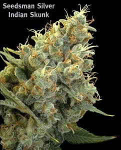 Seedsman - Indian Skunk (reg.) 07517