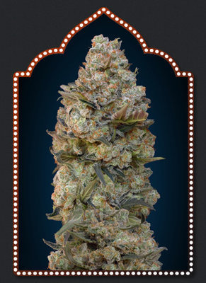 00 Seeds - Chocolate Skunk (fem.) 02853