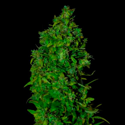VIP Seeds - VIP Dwarf Auto (auto/fem.) 03077