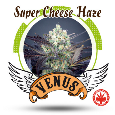 Venus Genetics Seeds - Super Cheese Haze (fem.) VG12