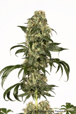 Dutch Passion - Dolce Vita ® 03607