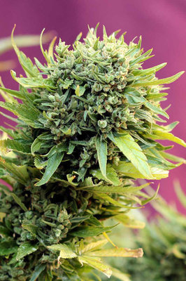 TGA Subcool Seeds - Dairy Queen (reg.) 04407