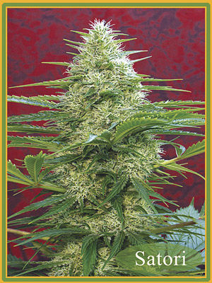 Mandala Seeds - Satori (fem.) 09113