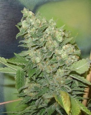 Homegrown Fantaseeds - Armageddon (fem.) 02667