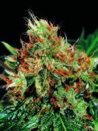 Sagarmatha Seeds - Slyder (fem.) 03998