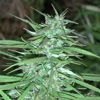 Ace Seeds - Double Thai (reg.) 02789