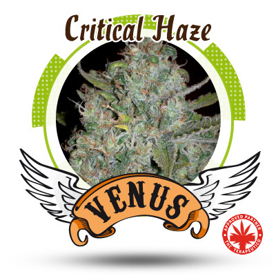 Venus Genetics Seeds - Critical Haze (fem.) VG3
