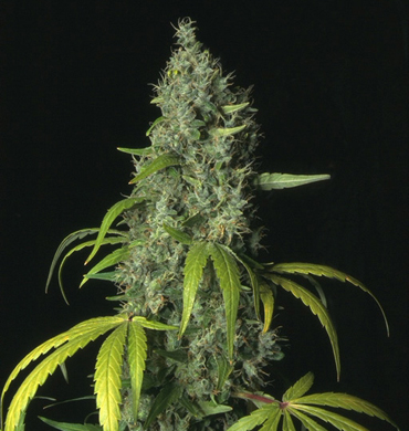 T.H. Seeds - S.A.G.E. (reg.) 03746
