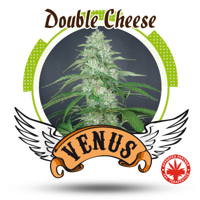 Venus Genetics Seeds - Double Cheese (fem.) VG4