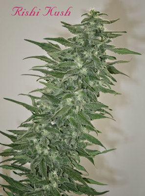 Mandala Seeds - Rishi Kush (reg.) 05010