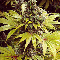 Sagarmatha Seeds - Strawberry Fields (fem.) 04001